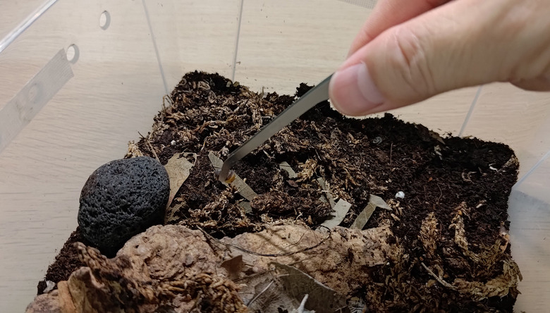 [開箱] AQUAHEXX 鼠婦 / 爬蟲專用 水苔自動加濕盒