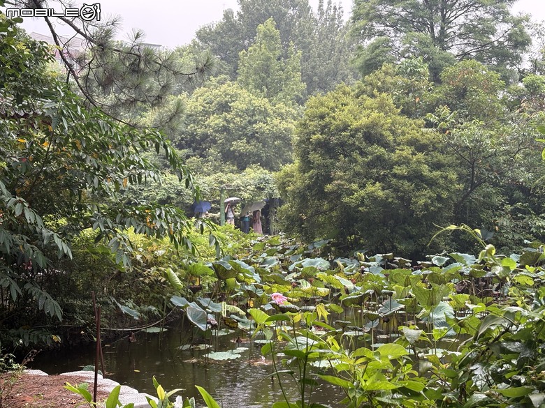 雨中的羽中精靈！ZEISS SFL 30 台北植物園半日賞鳥實記