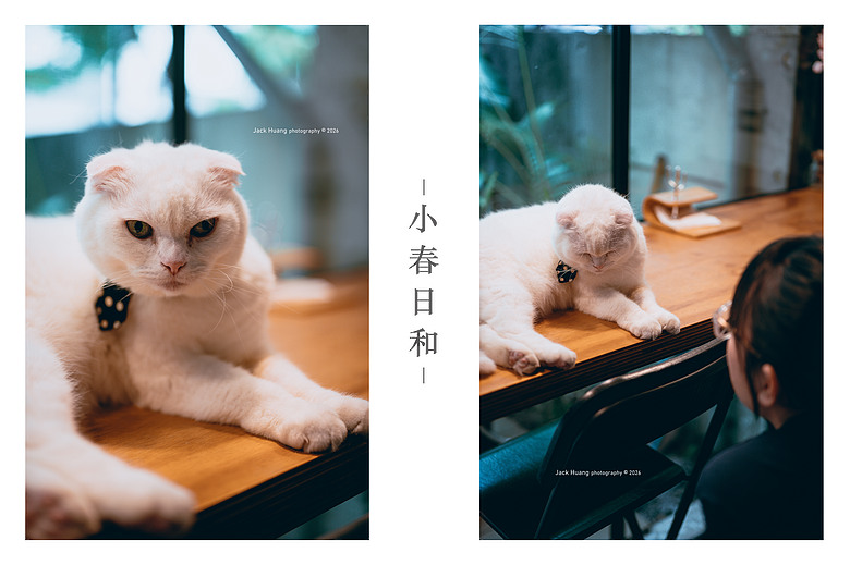 點我看大圖 走進綠意的台北慢時光 - 與貓咪的午後約會丨民生社區