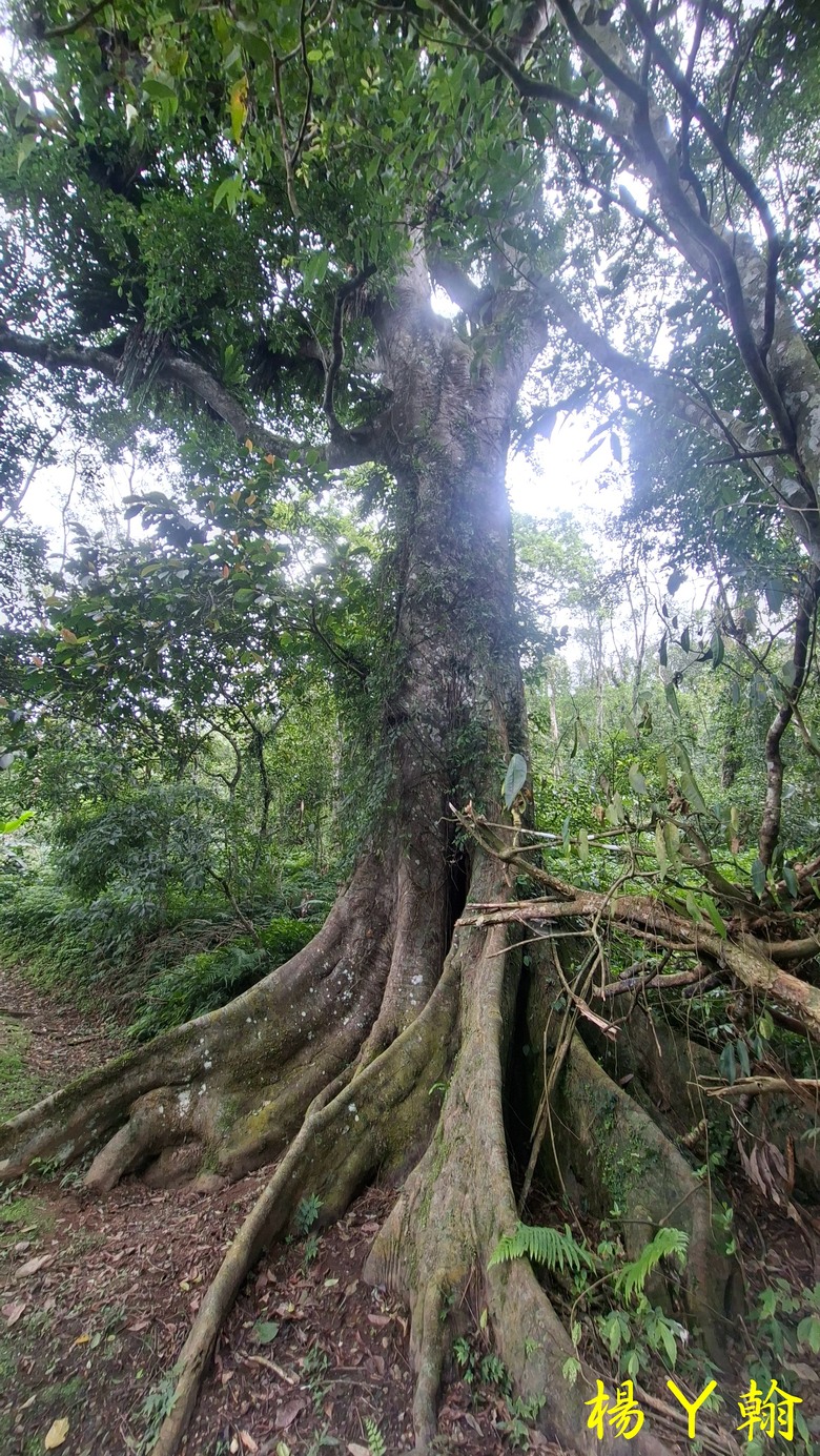 【台灣小百岳】鯉魚潭畔的靜謐午後|健行鯉魚山,飽覽湖光山色
