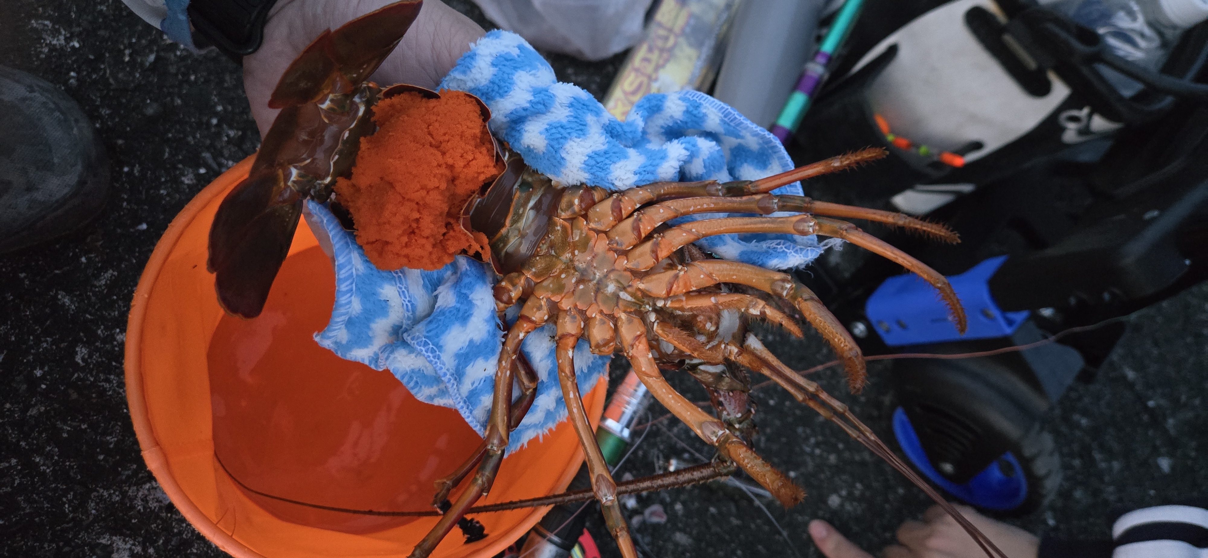 翻船事件就在眼前！台東富基漁港竟意外釣到龍蝦｜Boat Accident & Unexpected Lobster Catch in Taiwan