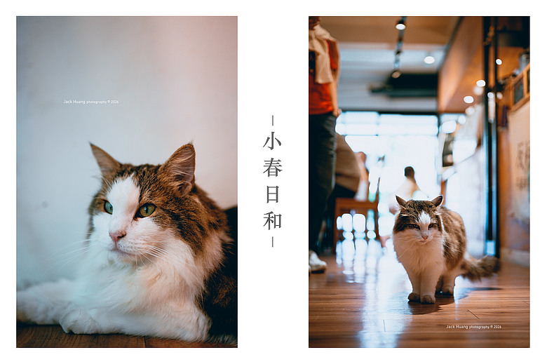 點我看大圖 走進綠意的台北慢時光 - 與貓咪的午後約會丨民生社區