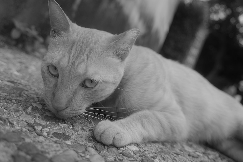 RICOH GR IV Monochrome 評測報告｜以純粹光影、譜寫口袋裡的黑白詩篇！