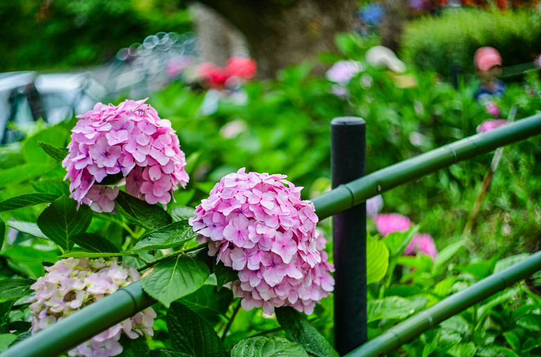 京都市區紫陽花名所採點介紹-藤森神社與智積院