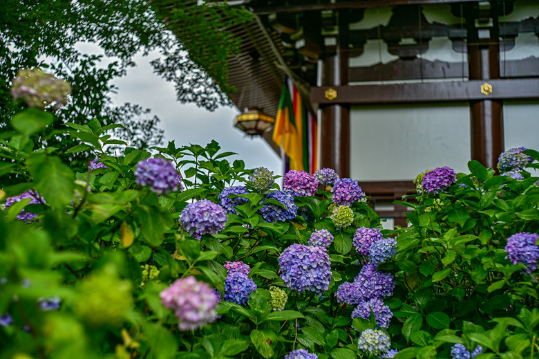 京都市區紫陽花名所採點介紹-藤森神社與智積院