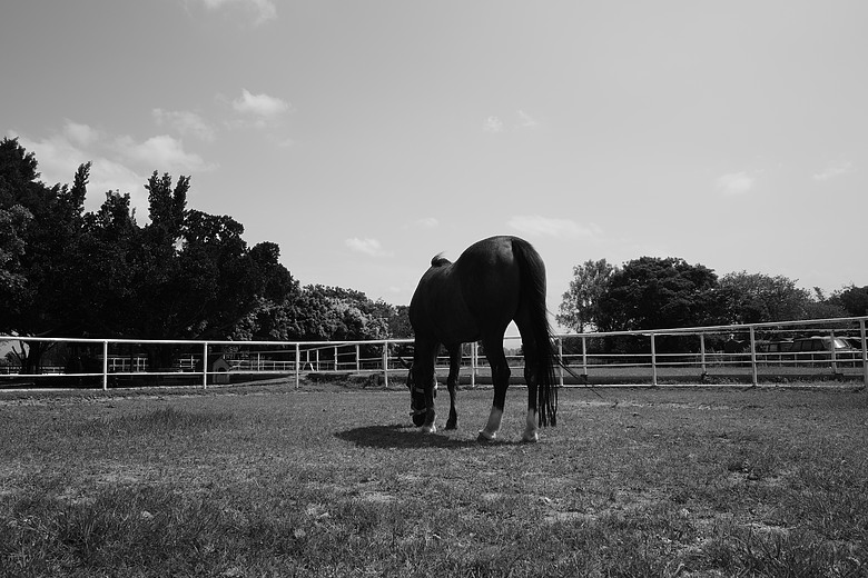 RICOH GR IV Monochrome 評測報告｜以純粹光影、譜寫口袋裡的黑白詩篇！