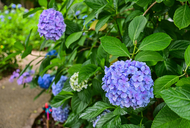 京都市區紫陽花名所採點介紹-藤森神社與智積院