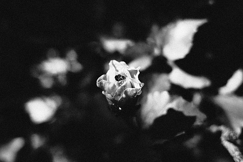 RICOH GR IV Monochrome 評測報告｜以純粹光影、譜寫口袋裡的黑白詩篇！