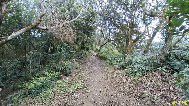 【郊山走走】拉繩攀爬登頂猴山岳前峰,猴山岳連走貓空圓山、岐山古道