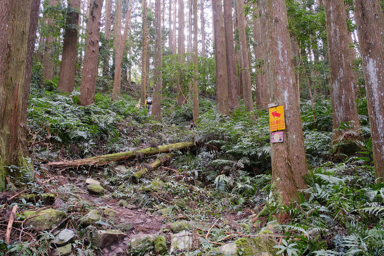 【哈加縱走】極具挑戰的中級山縱走路線 | 哈堪尼山.加里山