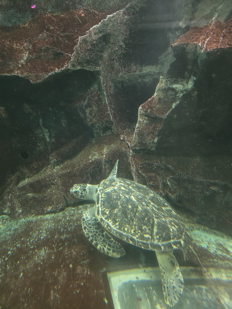 三重縣 伊勢海洋樂園 今天來點不一樣的水族館吧