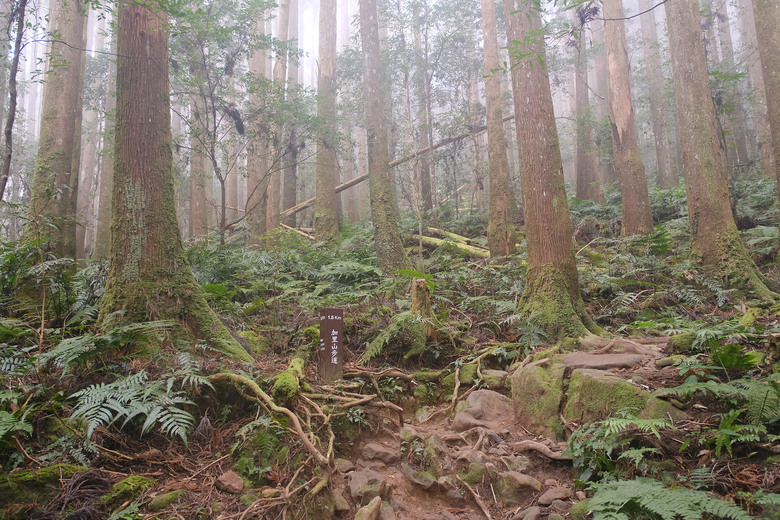 【哈加縱走】極具挑戰的中級山縱走路線 | 哈堪尼山.加里山