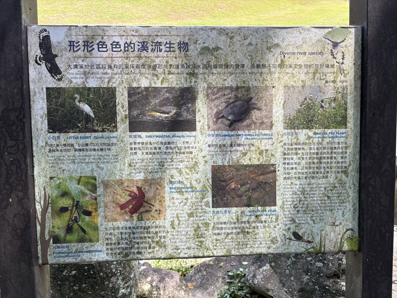 暑假第一站：內湖大溝溪，走進圓覺瀑布的一堂戶外自然課