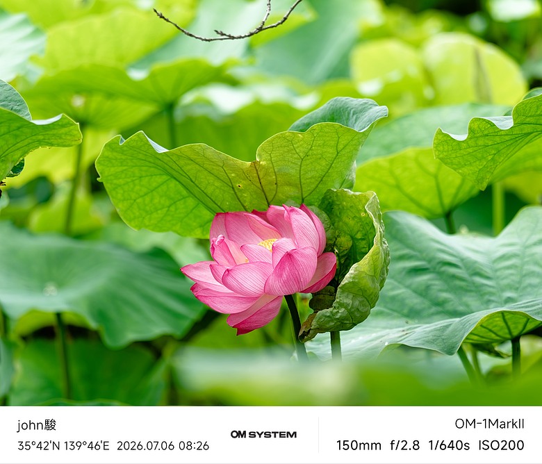 點我看大圖 再看一次東京第四日(上野恩賜公園、不忍池、阿美橫町、月島文字燒、SMALL WORLDS TOKYO(東京迷你世界博物館)、獨角獸鋼彈、牛憩 肉屋の台所)(OM SYSTEM OM-1II、OM-3、OM-5II、TG-7)