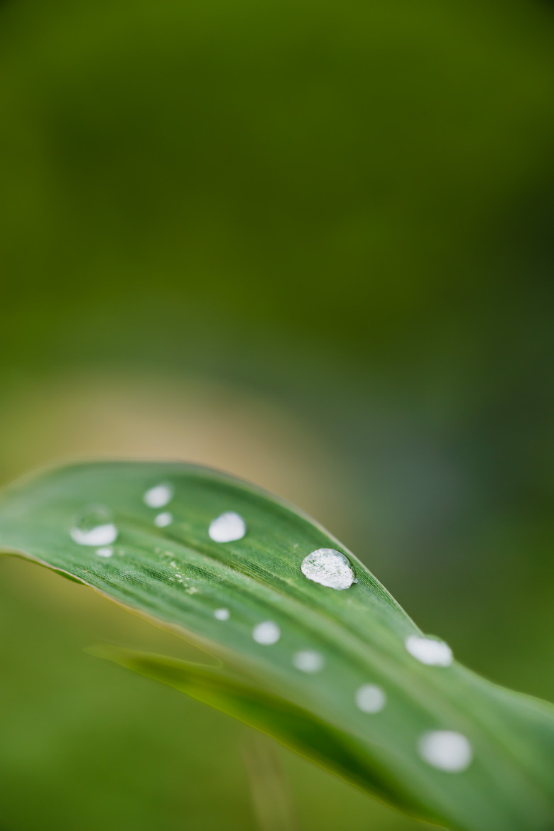 老鏡沒死也沒凋零 雨後的微距 騰龍90mm 172E