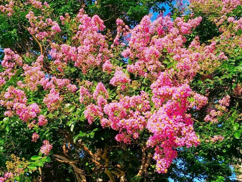 台北花況更新!台大醫院紫薇花綻放 整排花樹超吸睛!