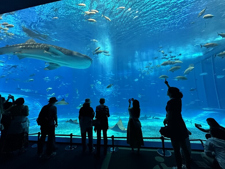 沖繩本島親子自由行|帶孩子玩翻世界文化王國、美麗海水族館!親子度假這樣排超輕鬆