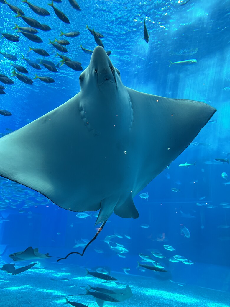 沖繩本島親子自由行|帶孩子玩翻世界文化王國、美麗海水族館!親子度假這樣排超輕鬆