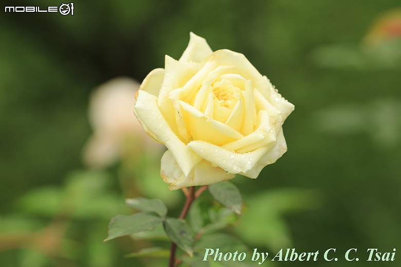 【極致光學的歷久彌新】當 Canon 5D Mark IV 遇上 EF 180mm f/3.5L Macro：一場與玫瑰的微距修行