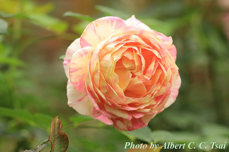 【獨特品種】印象派的光影魔術：克勞德．莫內 (Claude Monet)(玫瑰系列第五篇)