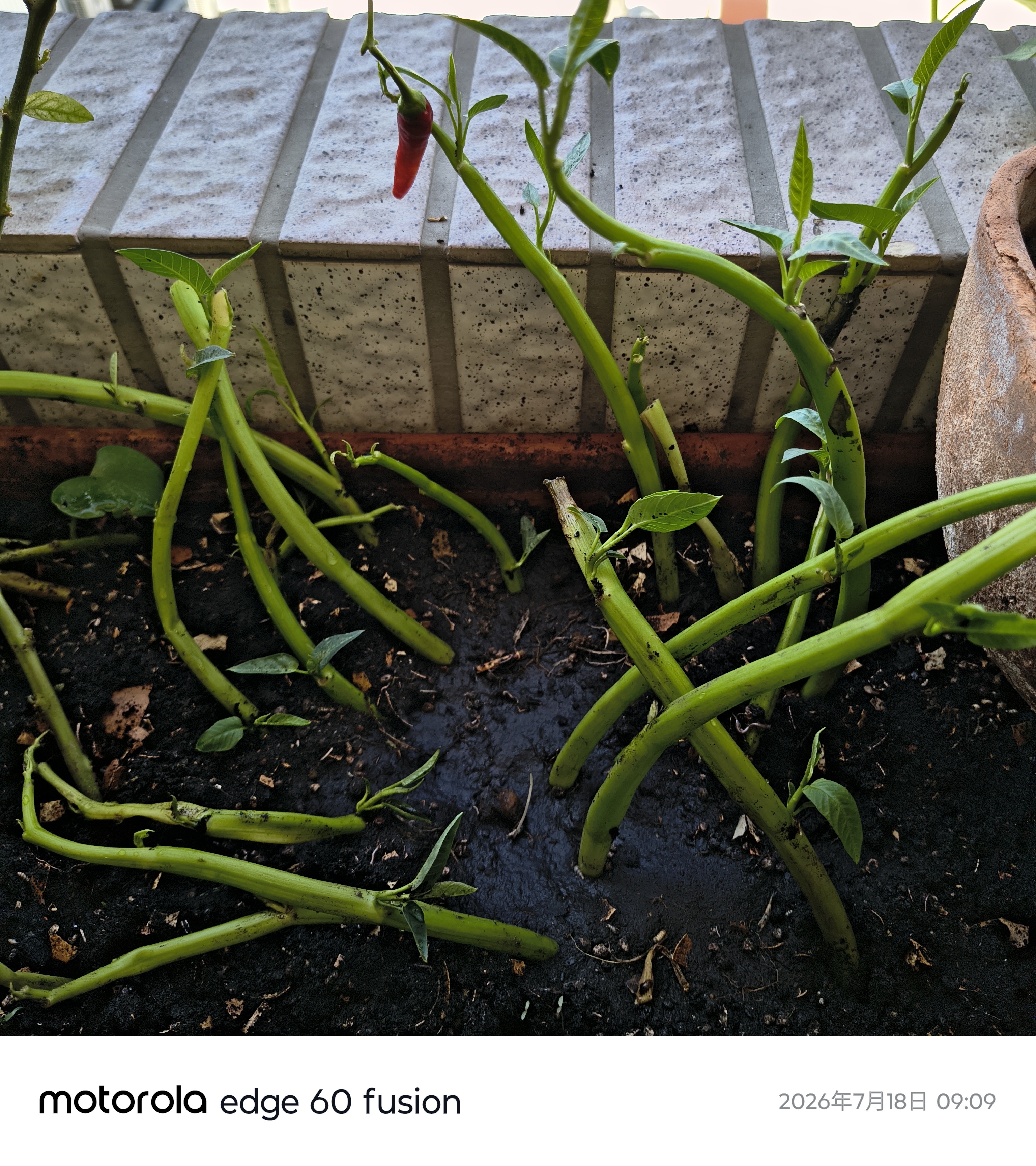 水耕/水甕菜改種植於土壤裡 行嗎？