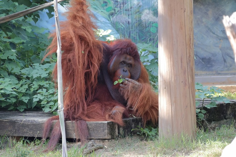 【遊記】無法接近的可愛動物們，就交給長焦鏡頭吧，新竹市立動物園 ｜ 大漠國渡