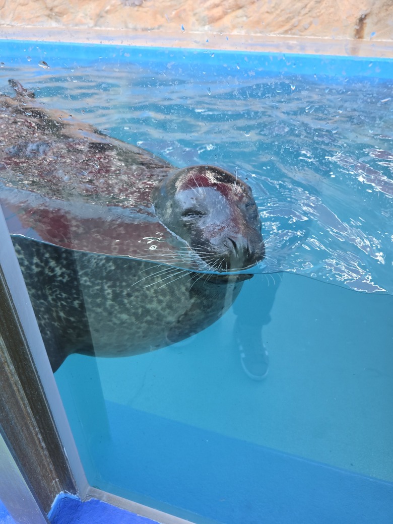 三重縣 伊勢海洋樂園 今天來點不一樣的水族館吧