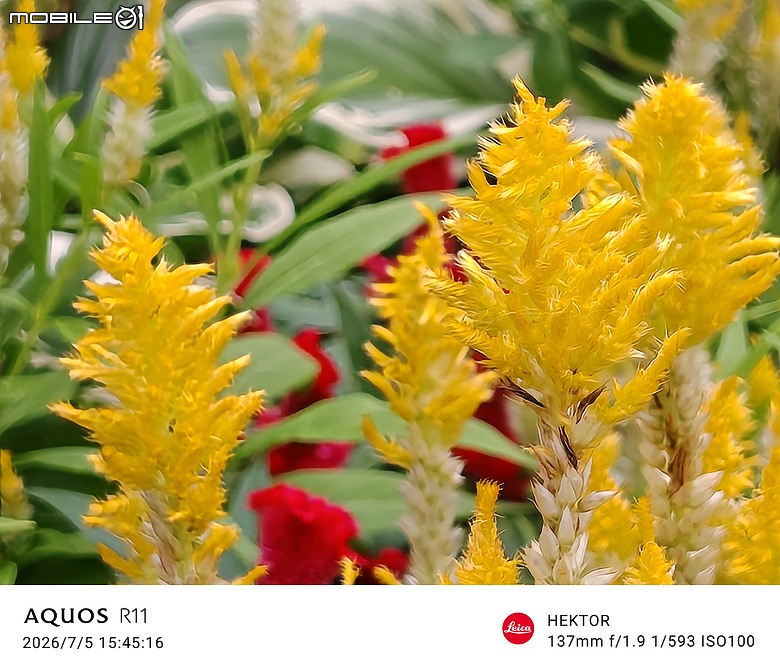 SHARP AQUOS R11 體驗｜補齊長焦、首創動態光律，日系美學更添溫度
