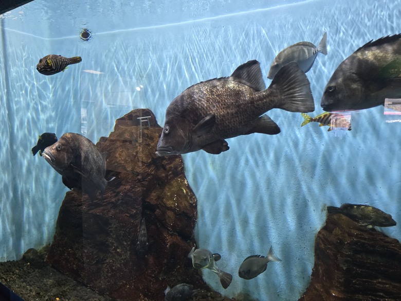 三重縣 伊勢海洋樂園 今天來點不一樣的水族館吧