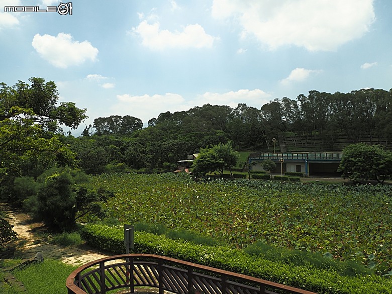 嘉義市立美術館、嘉義文化創意產業園區、嘉義城隍廟、嘉義市郵便局、文化路夜市，外掛美味可口的林聰明沙鍋魚頭、還有繁花似錦的臺南白河蓮花公園 — 2026 端午連假次日遊
