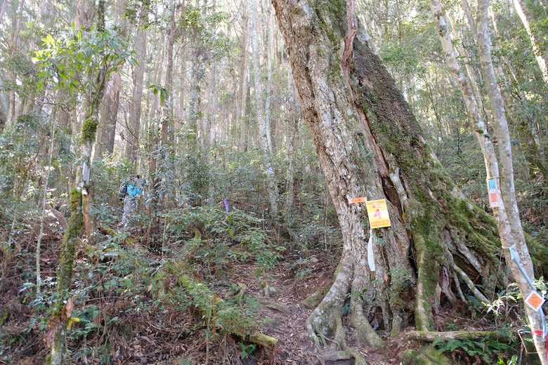 【哈加縱走】極具挑戰的中級山縱走路線 | 哈堪尼山.加里山