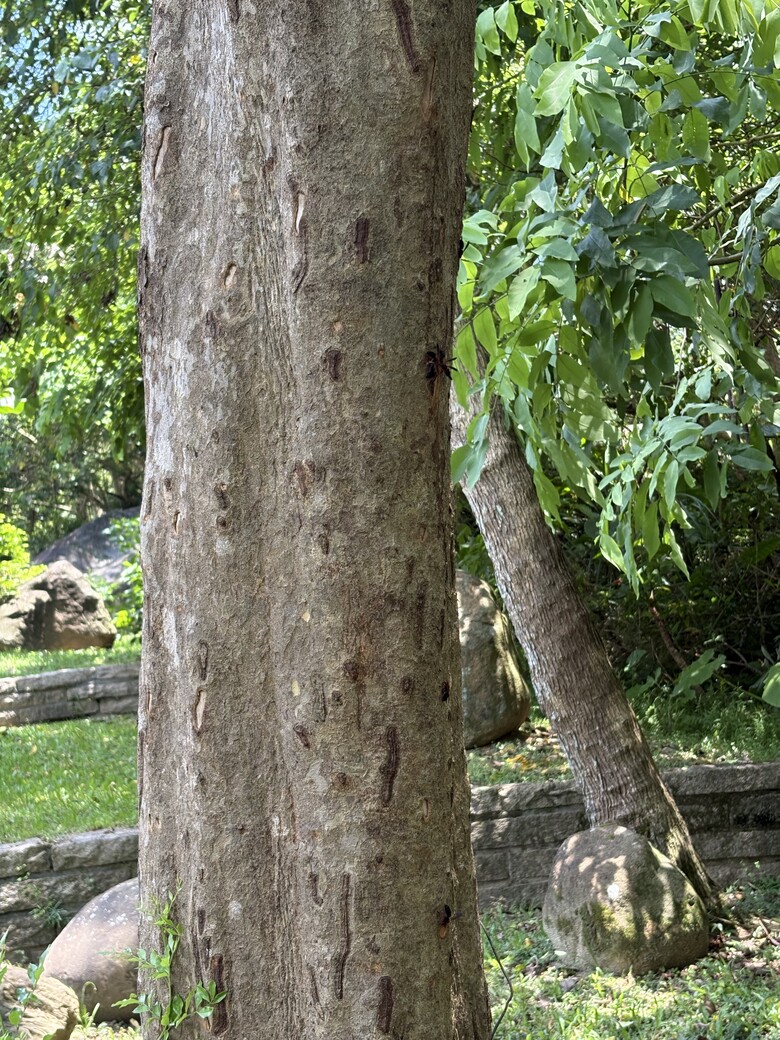 暑假第一站：內湖大溝溪，走進圓覺瀑布的一堂戶外自然課