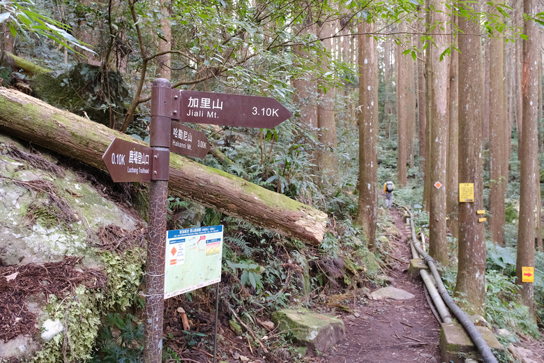 【哈加縱走】極具挑戰的中級山縱走路線 | 哈堪尼山.加里山