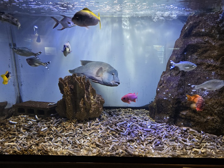 三重縣 伊勢海洋樂園 今天來點不一樣的水族館吧