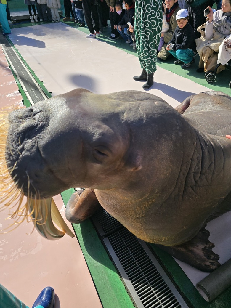三重縣 伊勢海洋樂園 今天來點不一樣的水族館吧