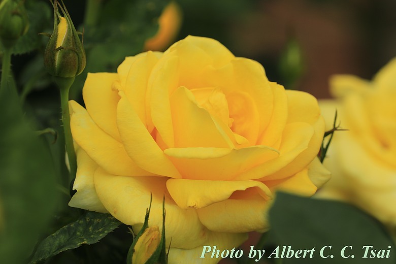 【獨特品種】暖陽下的優雅旋律：伊豆舞孃（玫瑰系列第四篇）