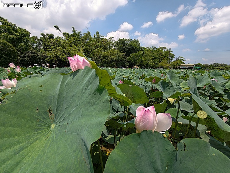 嘉義市立美術館、嘉義文化創意產業園區、嘉義城隍廟、嘉義市郵便局、文化路夜市，外掛美味可口的林聰明沙鍋魚頭、還有繁花似錦的臺南白河蓮花公園 — 2026 端午連假次日遊