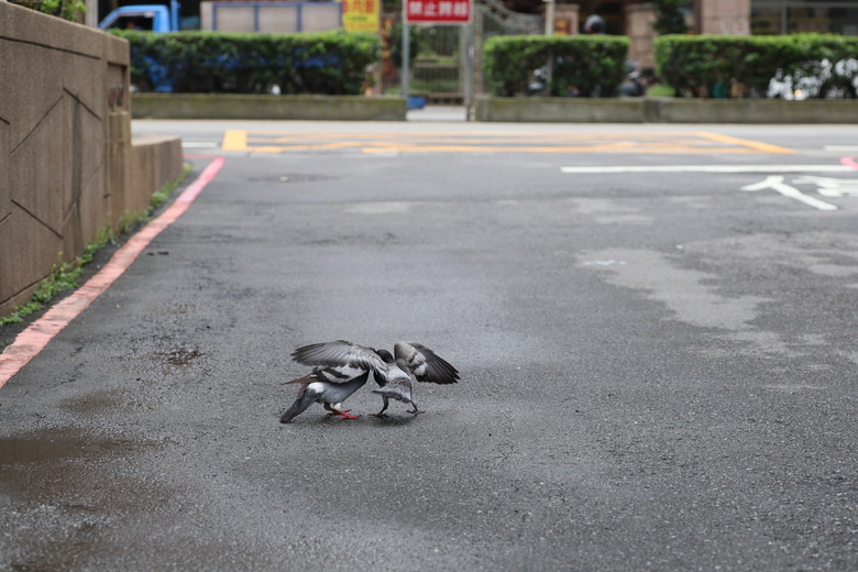 老鏡沒死也沒凋零 雨後的微距 騰龍90mm 172E