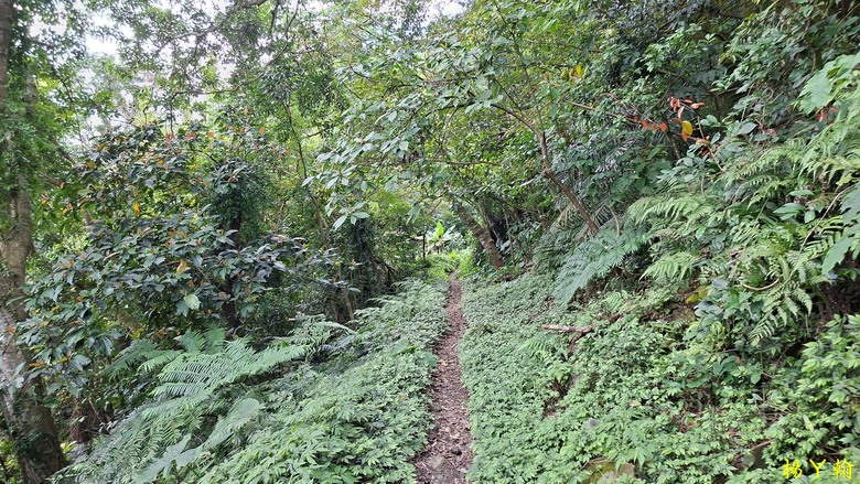 【郊山走走】拉繩攀爬登頂猴山岳前峰,猴山岳連走貓空圓山、岐山古道