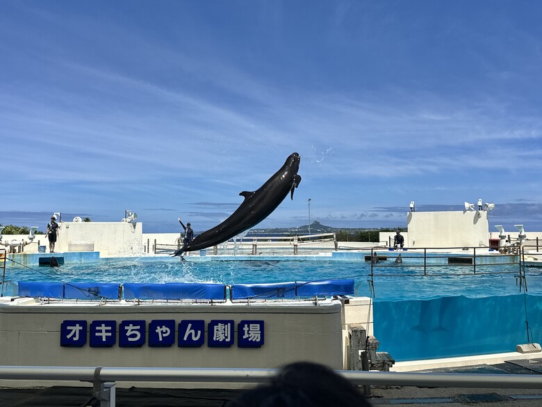 沖繩本島親子自由行|帶孩子玩翻世界文化王國、美麗海水族館!親子度假這樣排超輕鬆