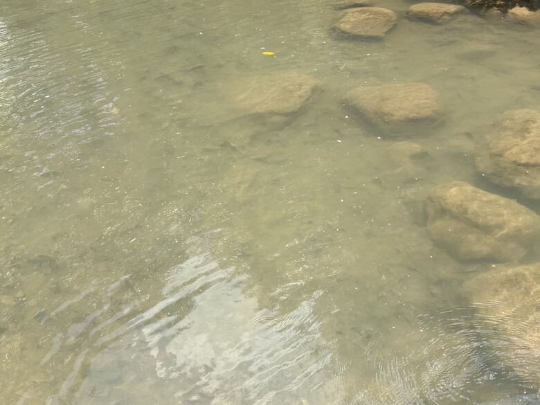 暑假第一站：內湖大溝溪，走進圓覺瀑布的一堂戶外自然課