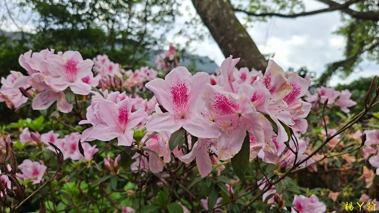 【郊山走走】拉繩攀爬登頂猴山岳前峰,猴山岳連走貓空圓山、岐山古道
