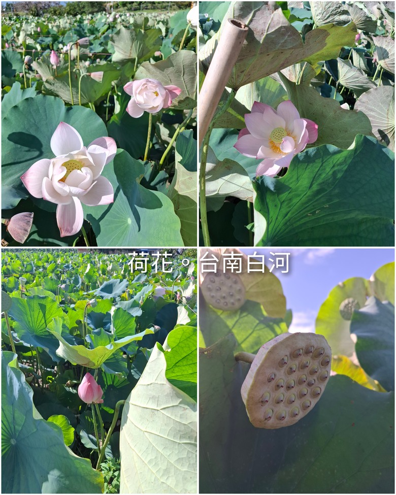 帶著Npp0201的皮克敏,徒步環台之旅。〔南部路段〕