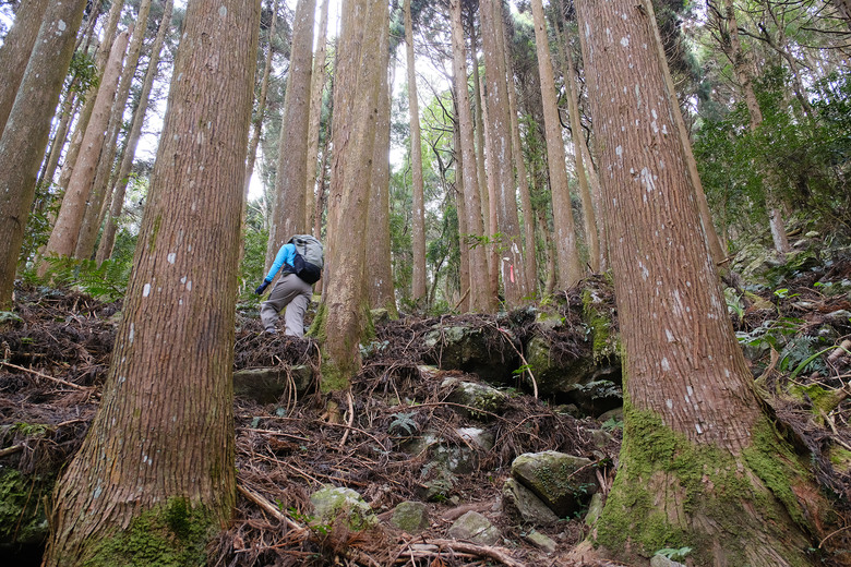【哈加縱走】極具挑戰的中級山縱走路線 | 哈堪尼山.加里山
