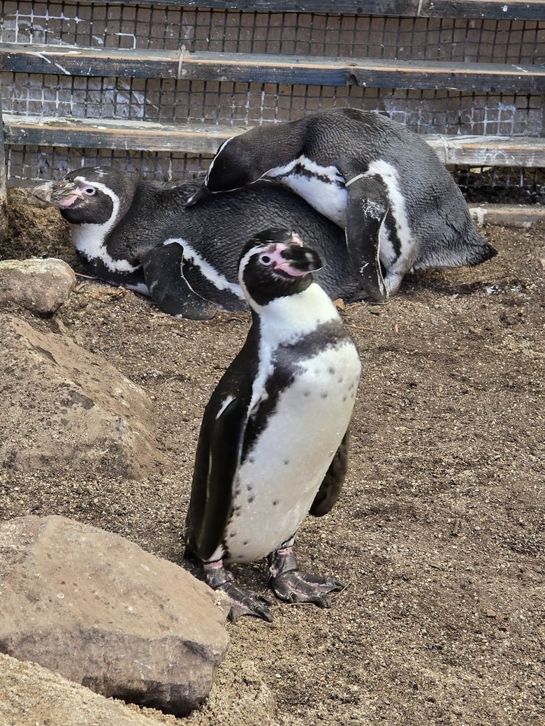 三重縣 伊勢海洋樂園 今天來點不一樣的水族館吧