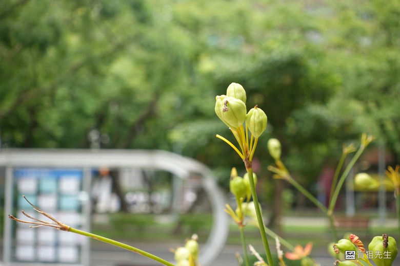 【盲狙先生傳124】SONY ZV-1 & ZV-1M2 | ❤️旅人的觀景小列車❤️ 輕巧方便的旅拍\生活紀錄vLog機，只能二選一你的決定?