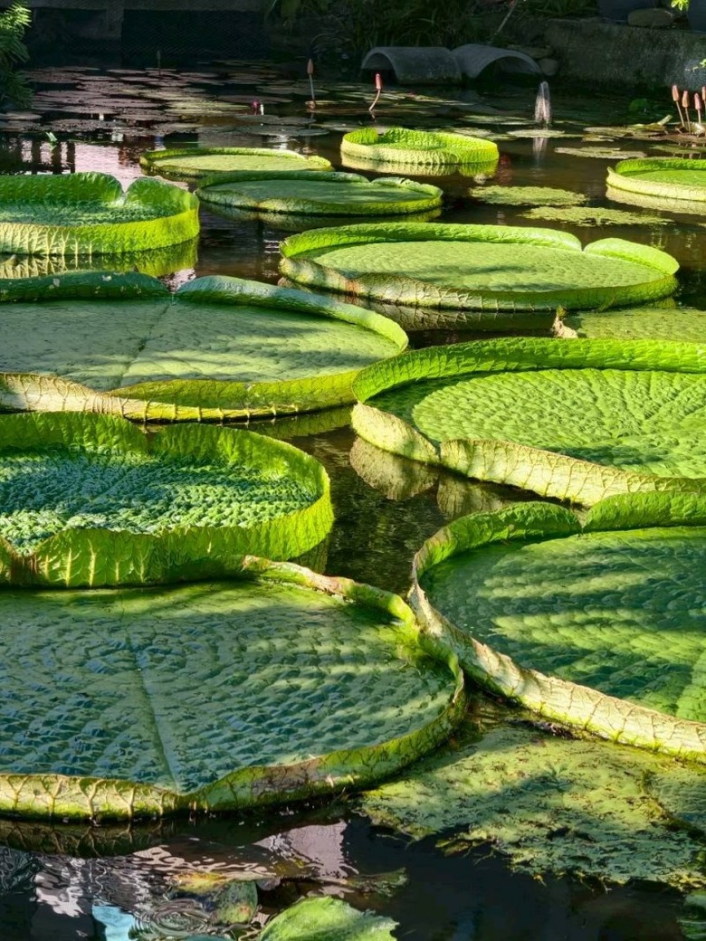 桃園蓮花季必訪!康莊蓮園大王蓮漂浮體驗超吸睛!