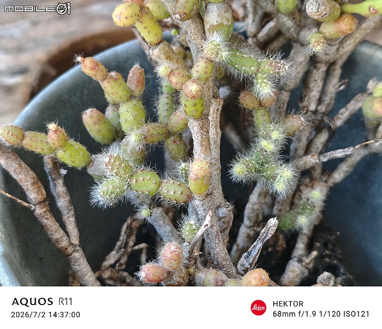 SHARP AQUOS R11 體驗｜補齊長焦、首創動態光律，日系美學更添溫度