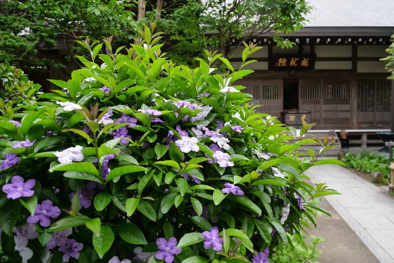 鐮倉 小町通り商店街 江之電 極樂寺站