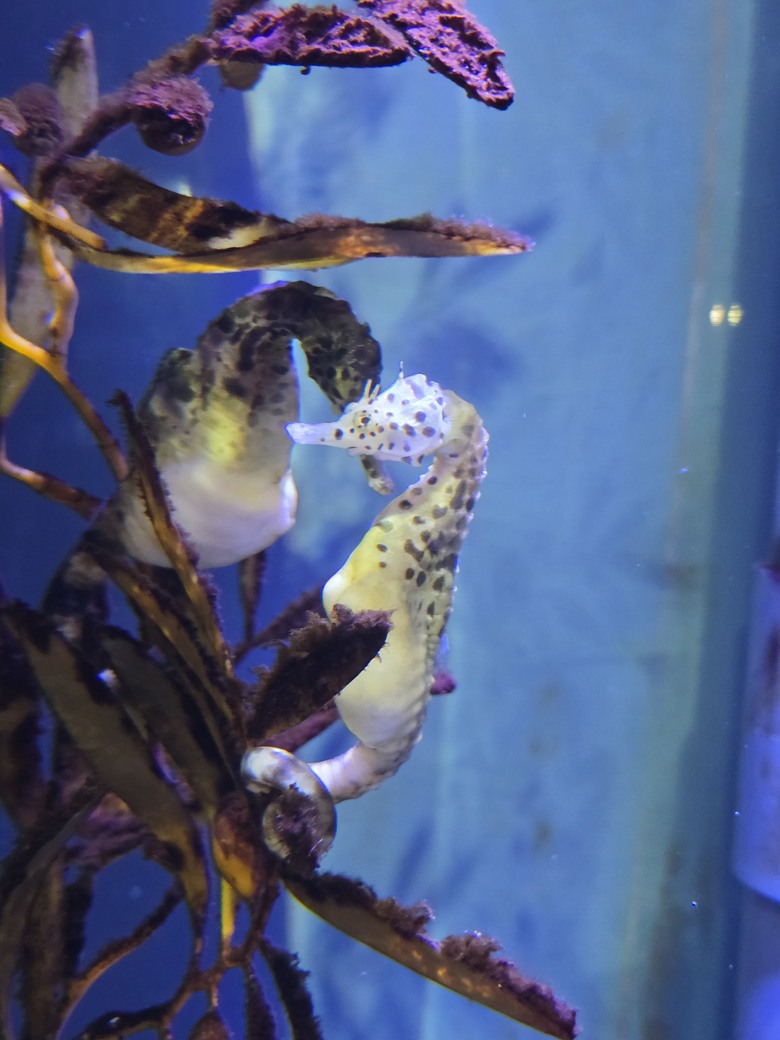三重縣 伊勢海洋樂園 今天來點不一樣的水族館吧